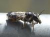 Megachile octosignata